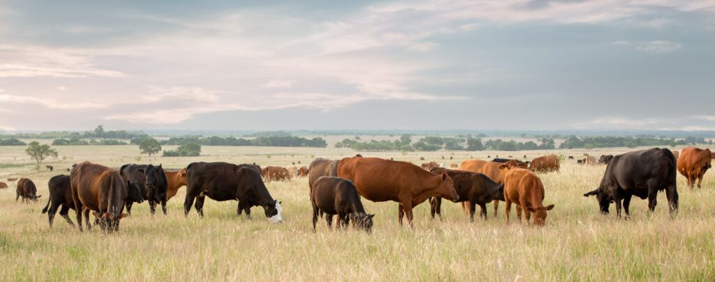 cattle grazing in the high desert of arizona
