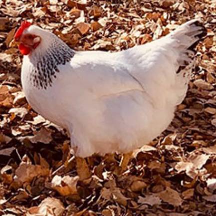 white chicken on leaves