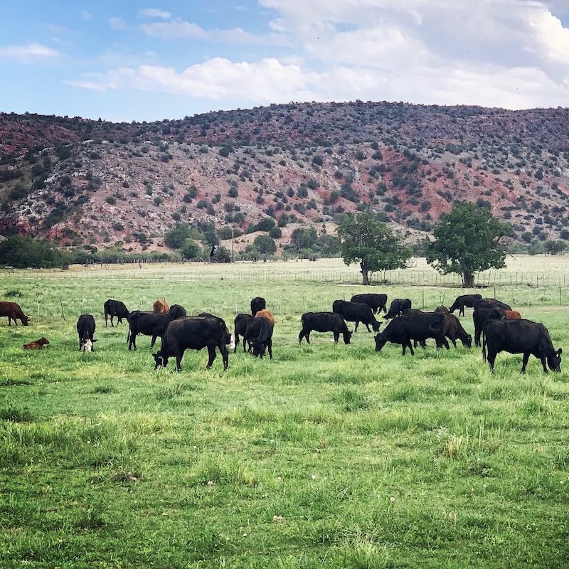 cattle grazing in the high desert of arizona