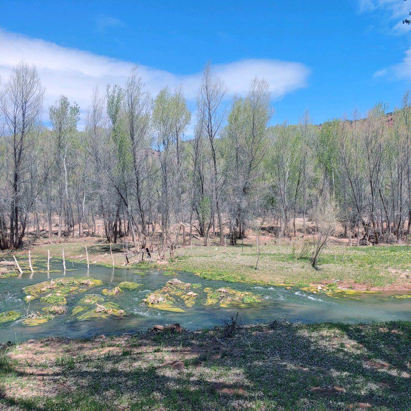 stream passing through trees in the high desert