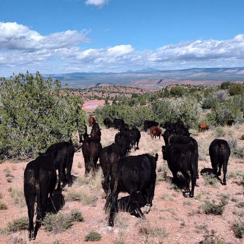 cattle in high desert arizona grazing